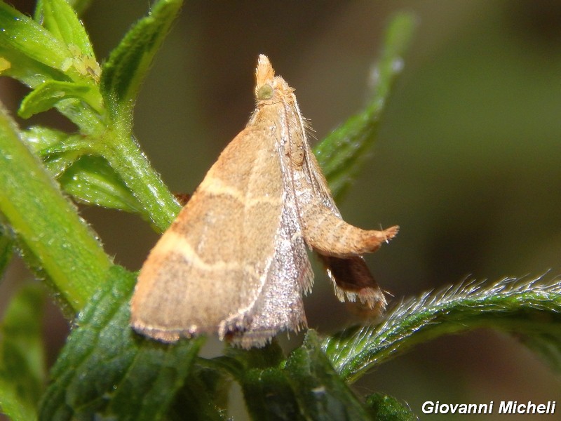 Pyralidae da ID